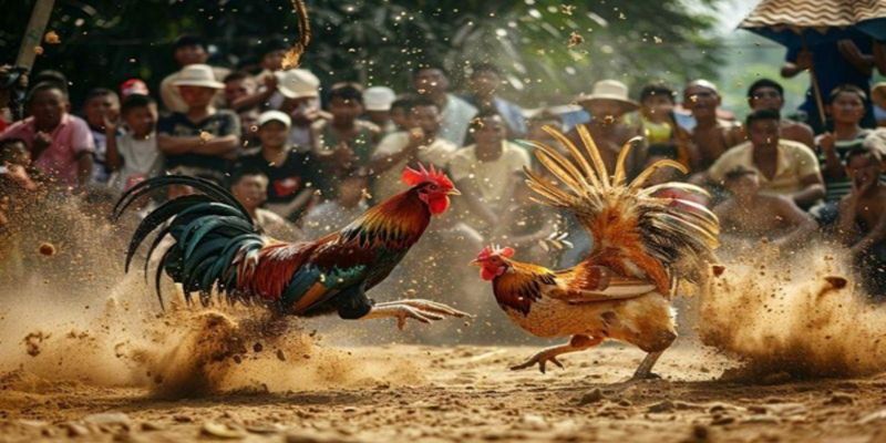 Người chơi nên chọn hình thức đá gà nào phù hợp