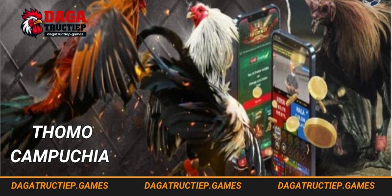 Gà đá thomo nổi danh trong các trận đấu