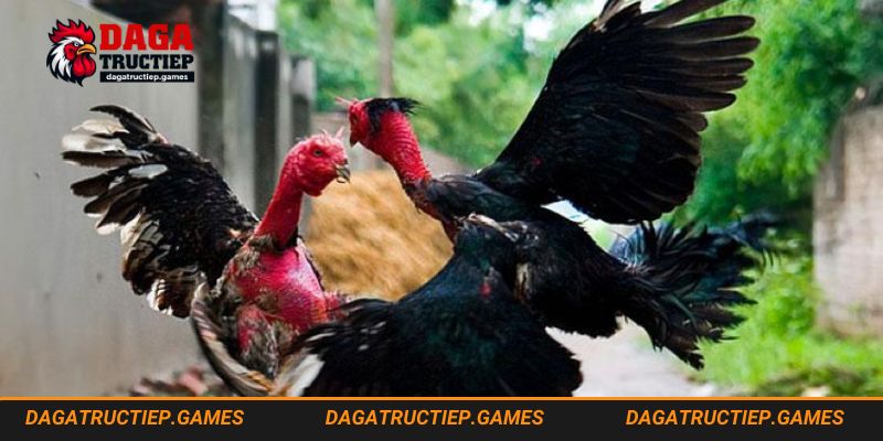 Hướng dẫn chọn gà chi tiết từ website
