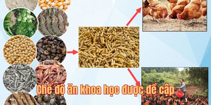 Chế độ dinh dưỡng cho chiến kê phải phù hợp