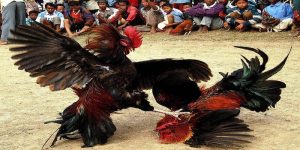 Đá gà cựa sắt đỉnh cao trực tuyến mỗi ngày