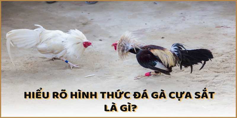 Tổng quan về đá gà cựa sắt là gì