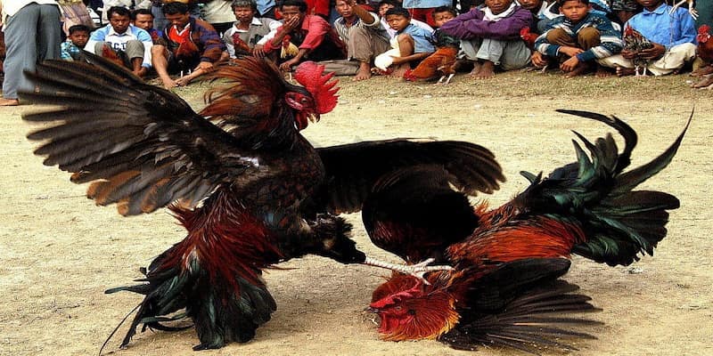 Đá gà cựa sắt đỉnh cao trực tuyến mỗi ngày