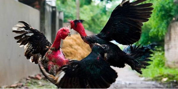 Cách chọn gà đá nhờ vào chế độ dinh dưỡng
