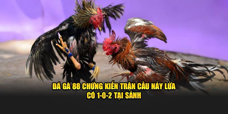 Đá gà 88 chứng kiến trận cầu nảy lửa