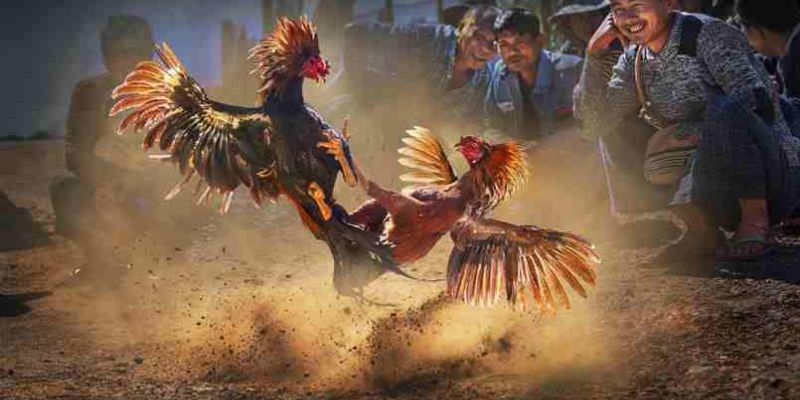 Đá gà Campuchia tại nền tảng đá gà trực tiếp