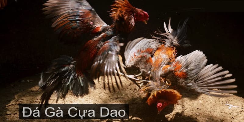 Câu hỏi thường gặp về đá gà cựa dao