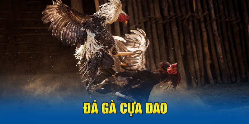 Đá gà cựa dao bộ môn truyền thống dân tộc