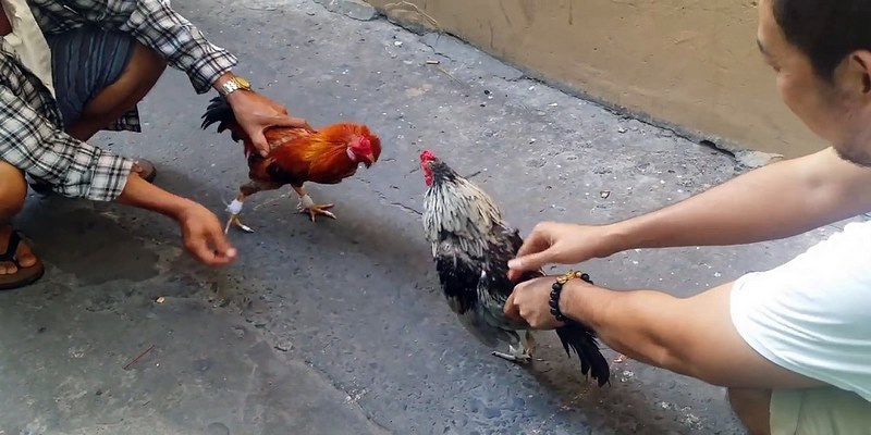 Điểm qua một số trường gà trực tiếp uy tín