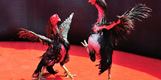 Đá gà trực tiếp C1 là gì?