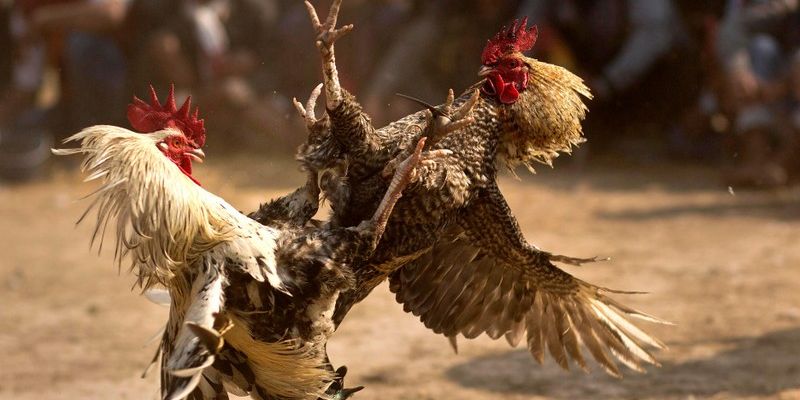 Khái quát thông tin về đá gà cựa dao