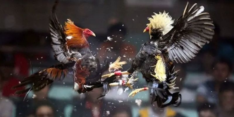 Lưu ý khi tham gia đá gà cựa dao