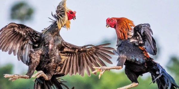 Hòa mình vào trực tiếp đá gà cựa dao kịch tính