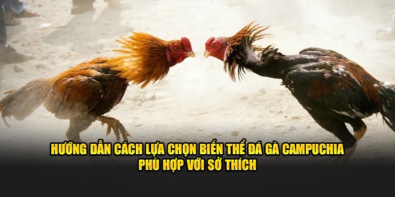 Hướng dẫn cách chọn đá gà Campuchia phù hợp