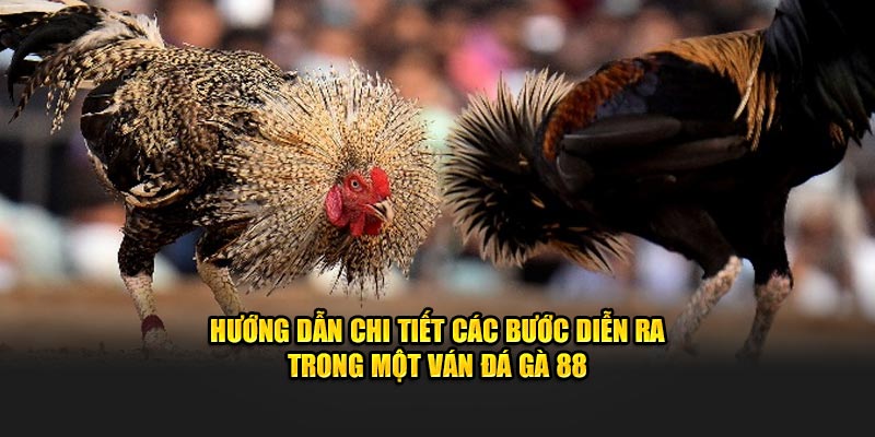 Các bước diễn ra trong một ván đá gà 88