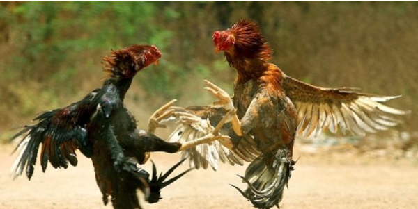 Cách chọn gà đá qua các dòng phổ biến