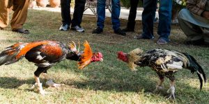 Cách chọn gà đá khỏe mạnh và tốt
