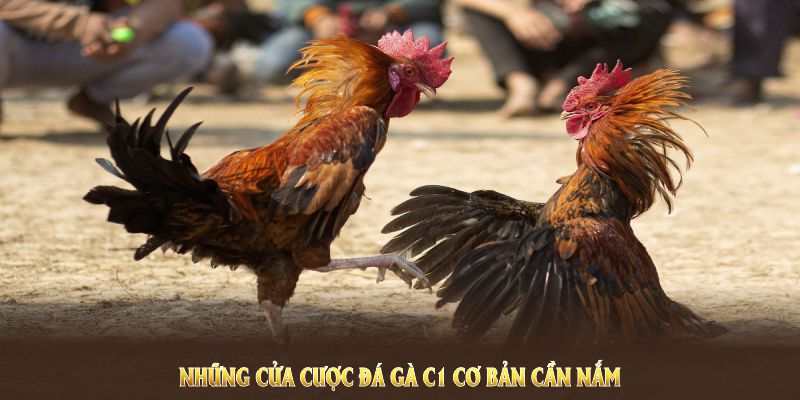 Những cửa cược đá gà trực tiếp c1