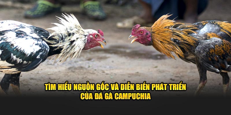 Tìm hiểu về nguồn gốc của đá gà Campuchia