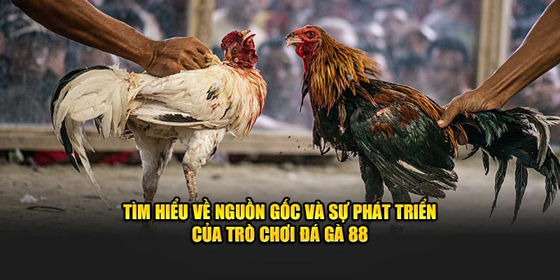 Nguồn gốc và sự phát triển của đá gà 88