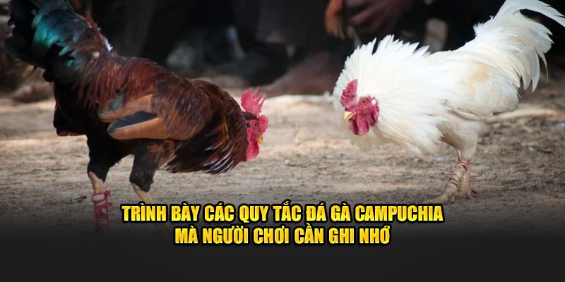 Trình bày các quy tắc đá gà Campuchia