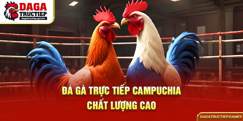 Đá gà trực tiếp Campuchia chất lượng cao