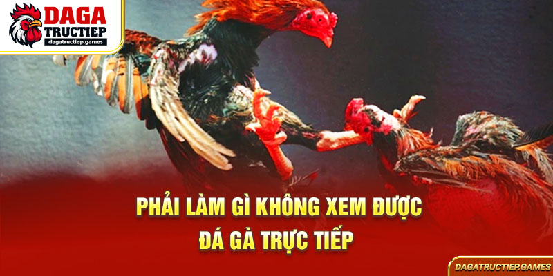 Phải làm gì khi không xem được đá gà trực tiếp