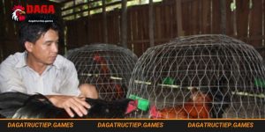 Cách om gà tăng thể lực sung đòn