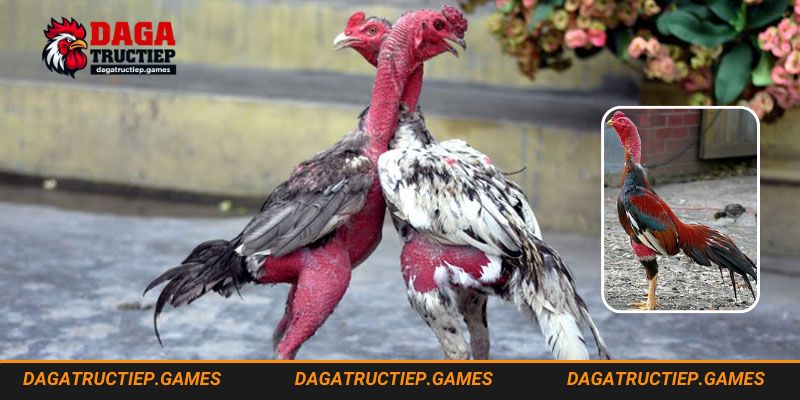 Gà nòi giống gà nổi danh tại Việt Nam