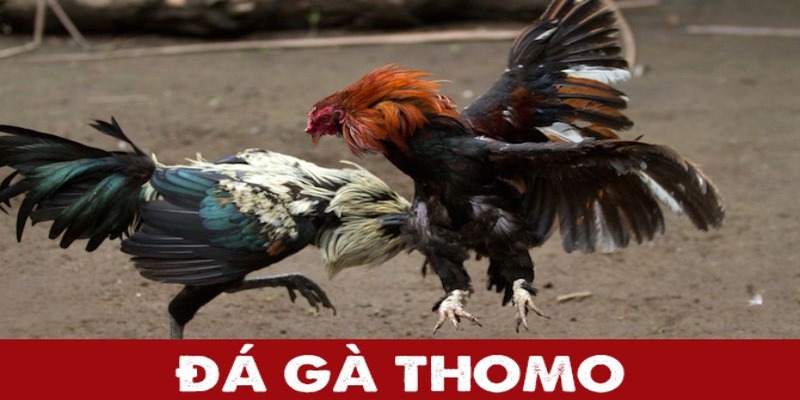 Xem đá gà Thomo tại trang web uy tín