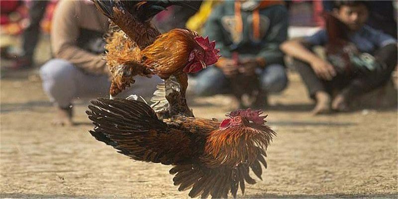 Các cửa cược đa dạng cho người chơi lựa chọn
