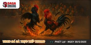Đá Gà Trực Tiếp Thomo Video Phát Lại 30-5-2025
