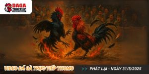 Đá Gà Trực Tiếp Thomo Video Phát Lại 31-5-2025