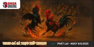 Đá Gà Trực Tiếp Thomo Video Phát Lại 8-6-2025