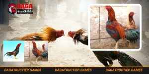 Thông tin về gà Asil chiến kê Ấn Độ