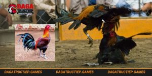 Gà Peru tìm hiểu giống gà ngoại lực