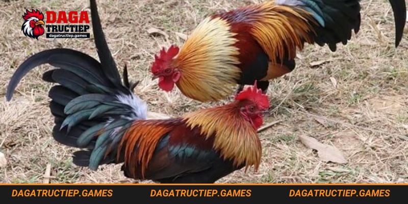 So sánh gà tre với những giống gà khác