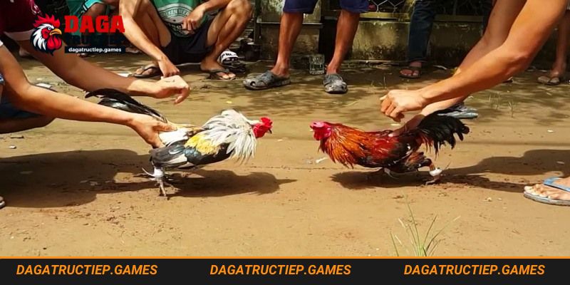 Xem đá gà trực tiếp để hiểu rõ hơn về giống gà này