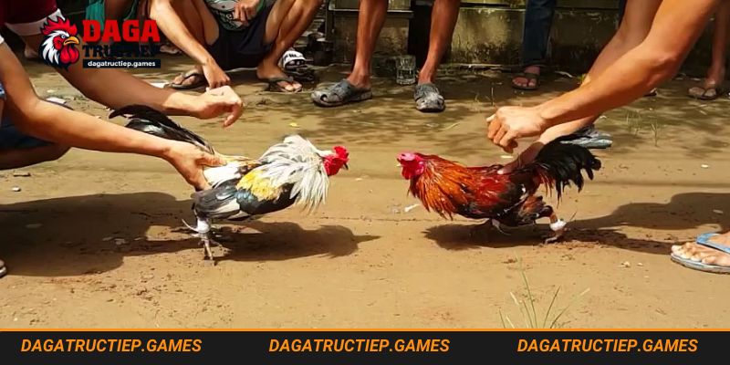Cần lưu ý về việc thức ăn cho gà đá