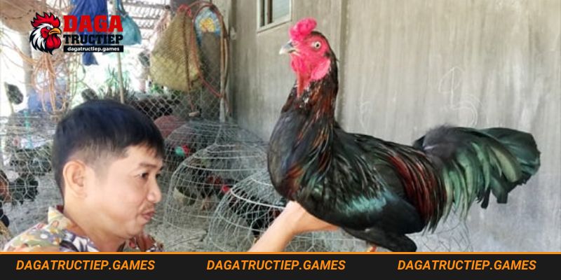 Những Lưu Ý Quan Trọng Khi Om Gà không nên bỏ qua