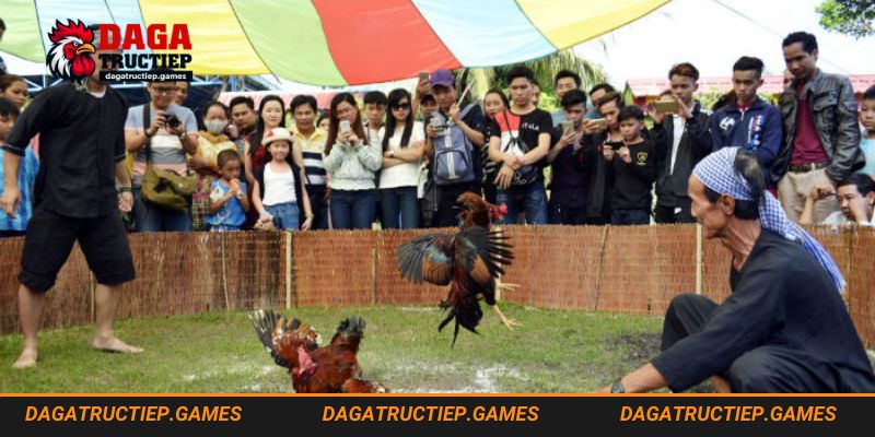 Thóc (Lúa) thượng hạng là yếu tố quan trọng