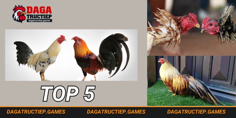 Top 6 giống gà đá sung mọi mặt trận