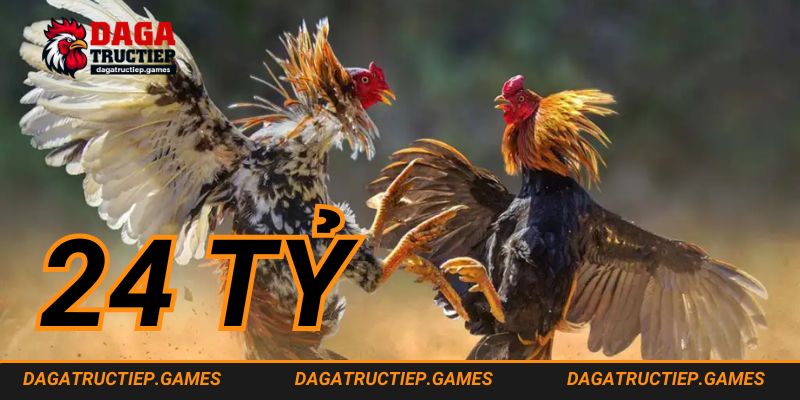 Trận đá gà 24 tỷ diễn ra tuyệt mật