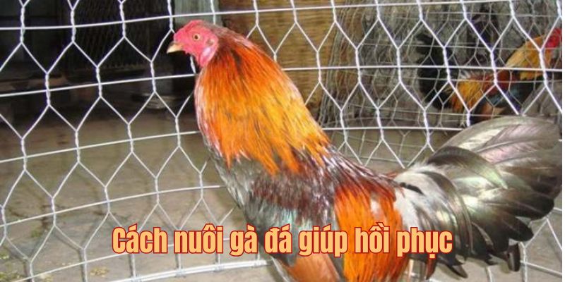 Quá trình nuôi gà đá và cách chọn