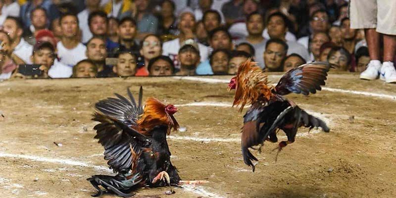 Đá gà truyền thống bộ môn văn hóa cốt lõi
