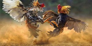 Cách xem đá gà online không giật lag