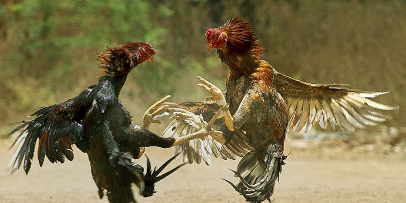 Nội dung chuyên sâu về kiến thức đá gà