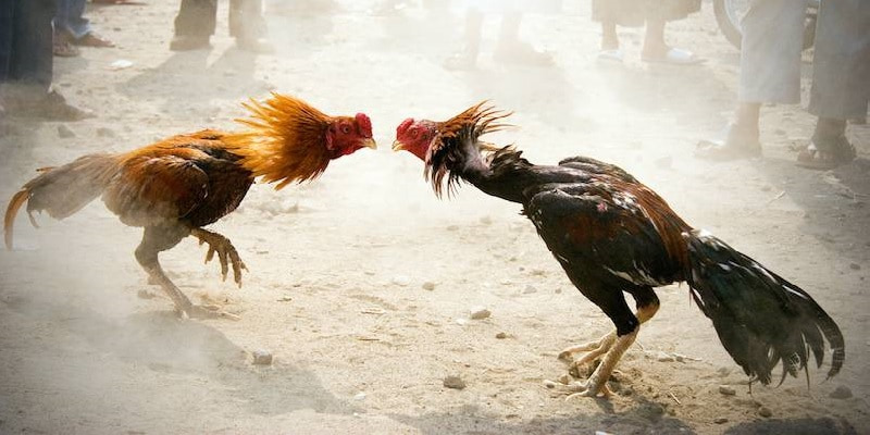 Luật đá gà online cần lưu ý những điều gì